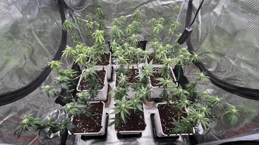 Gelato 33. Week 11