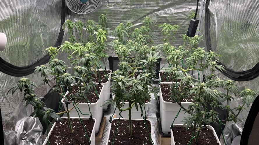 Gelato 33. Week 11