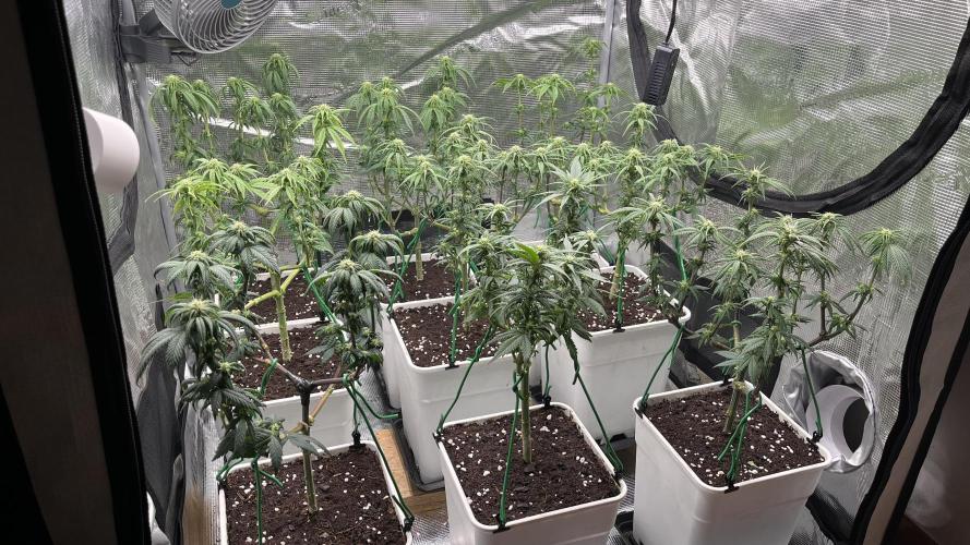 Gelato 33. Week 11