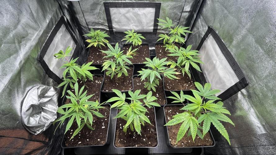 Gelatto. Week 1