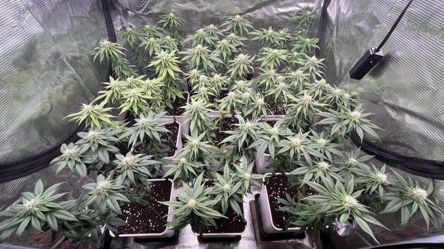 Gelato 33. Week 12