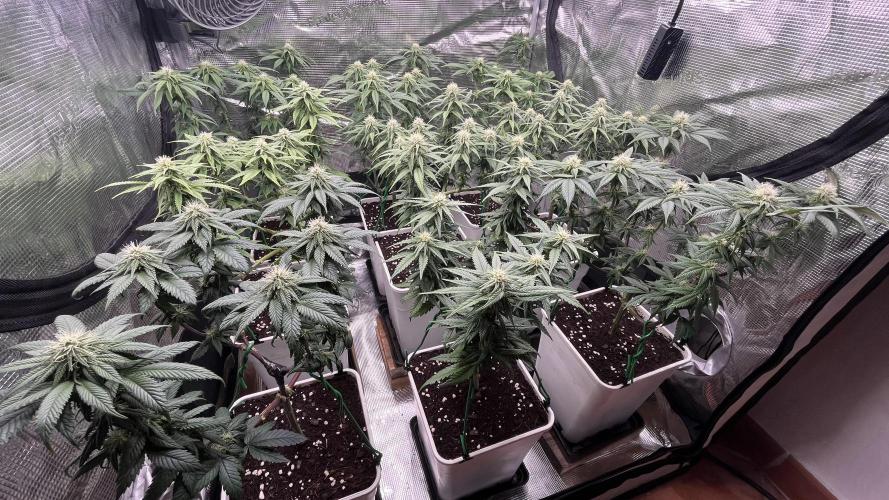 Gelato 33. Week 12