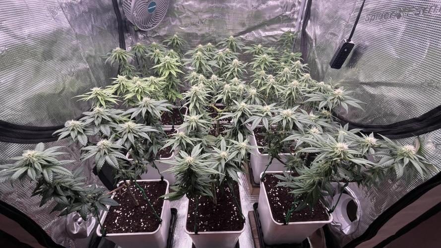 Gelato 33. Week 12