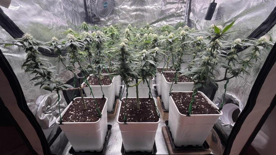 Gelato 33. Week 12