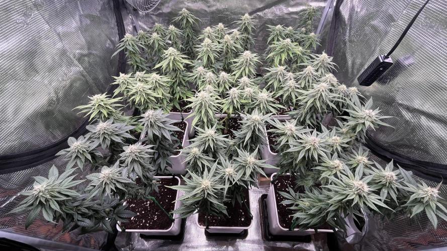 Gelato 33. Week 13