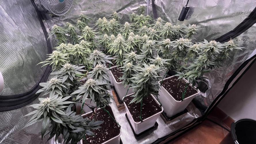 Gelato 33. Week 13
