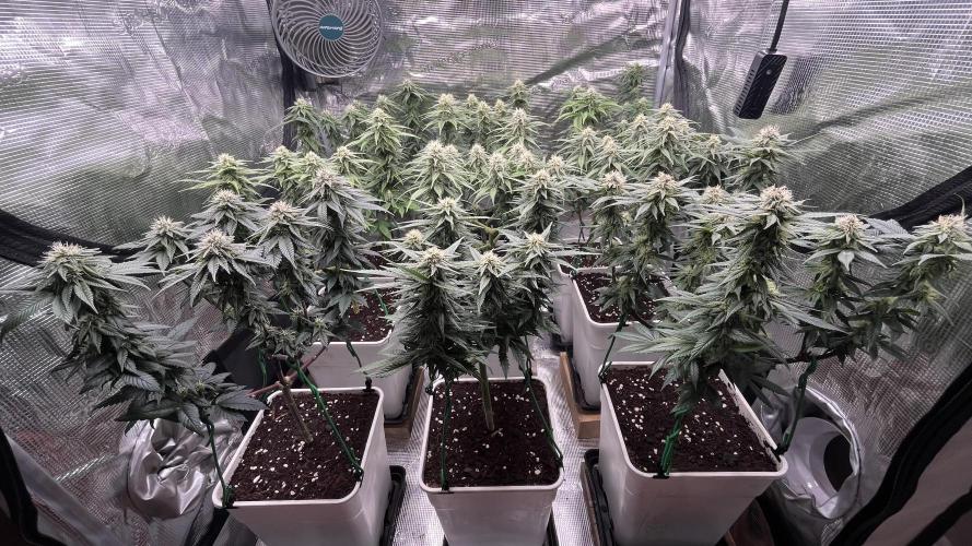 Gelato 33. Week 13