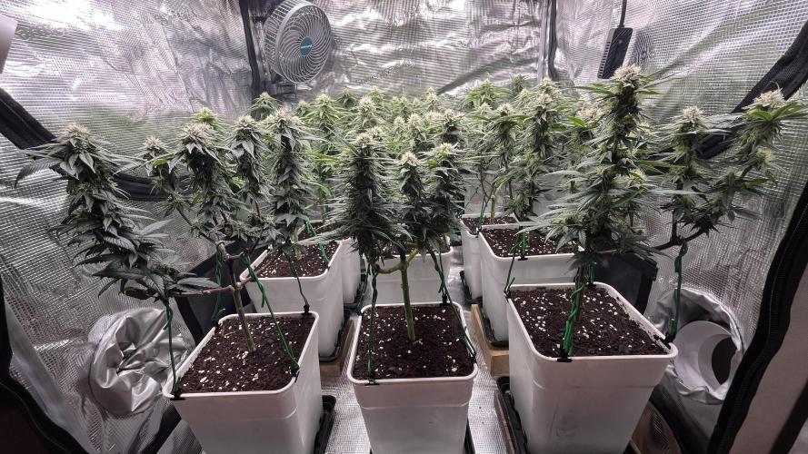 Gelato 33. Week 13