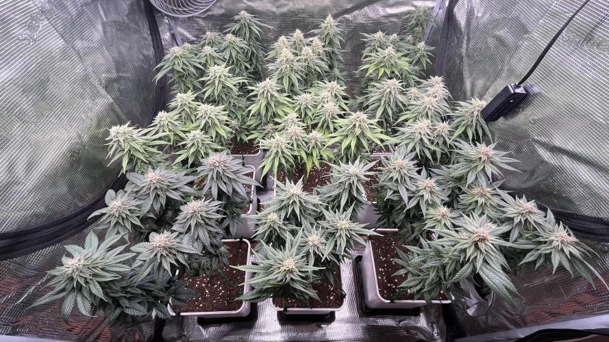 Gelato 33. Week 14