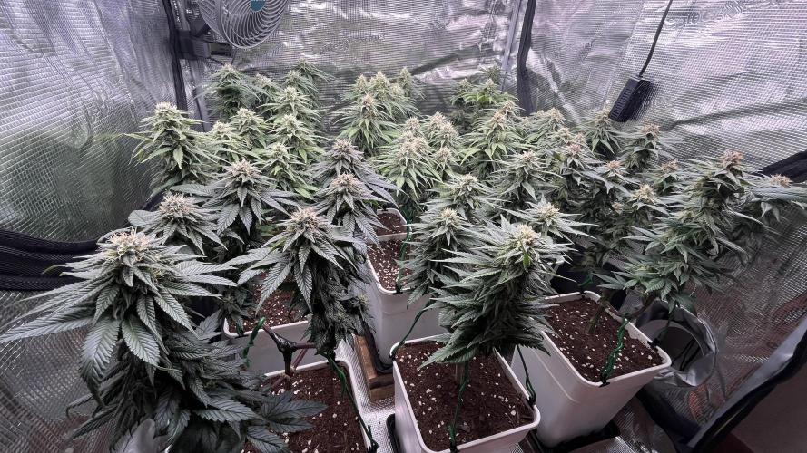 Gelato 33. Week 14
