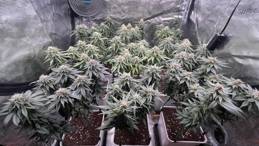 Gelato 33. Week 14