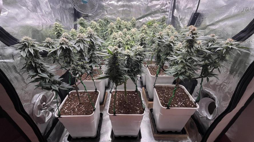 Gelato 33. Week 14
