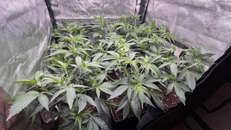 Gelatto. Week 3