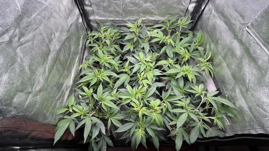 Gelatto. Week 3