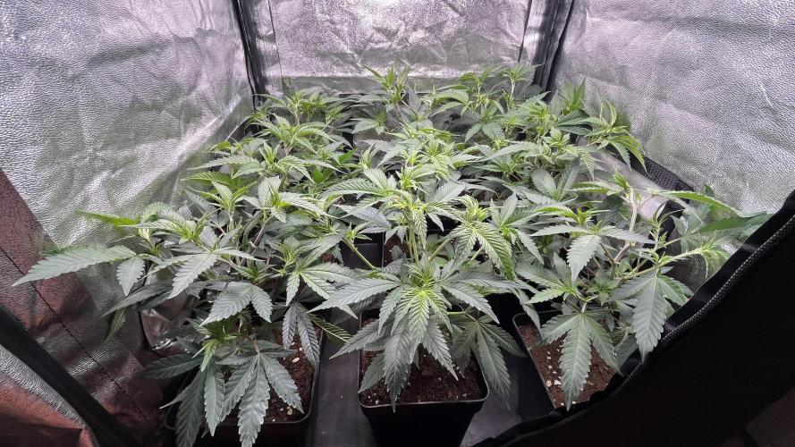 Gelatto. Week 3