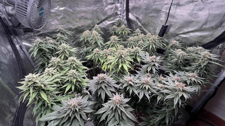 Gelato 33. Week 15