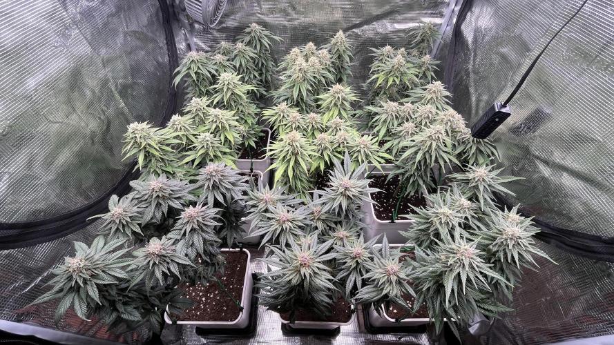 Gelato 33. Week 15