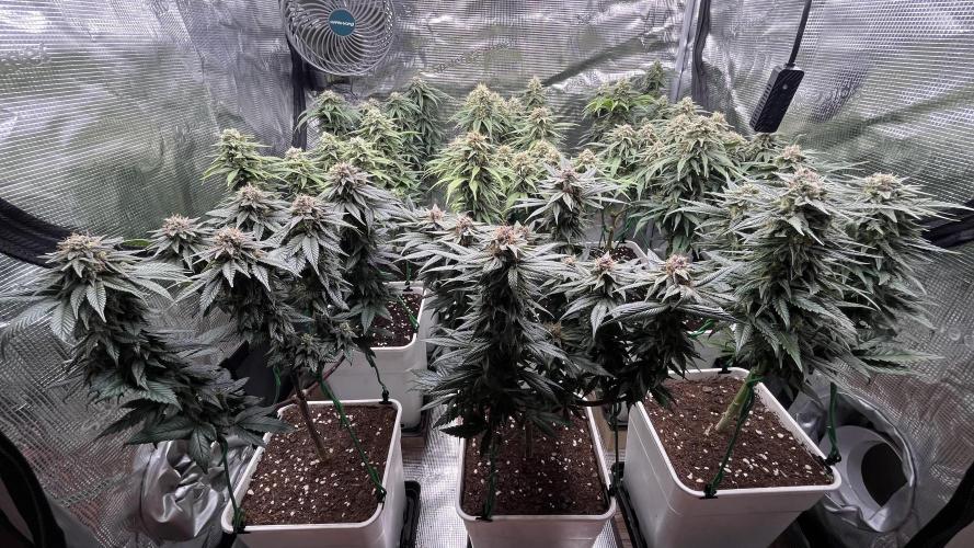 Gelato 33. Week 15