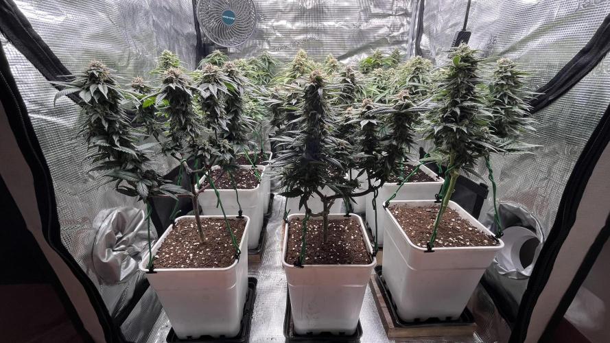 Gelato 33. Week 15