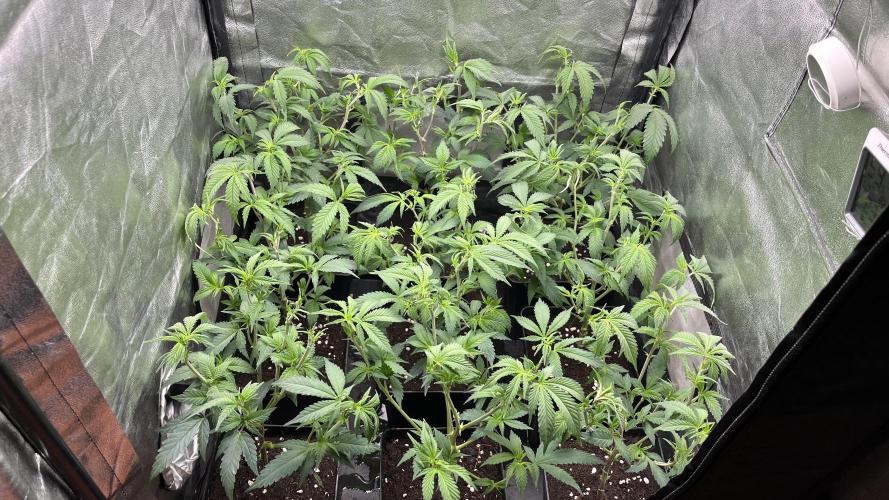 Gelatto. Week 4