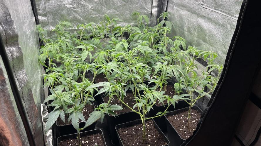 Gelatto. Week 4