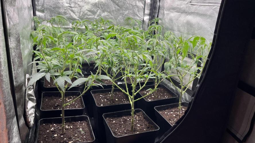 Gelatto. Week 4