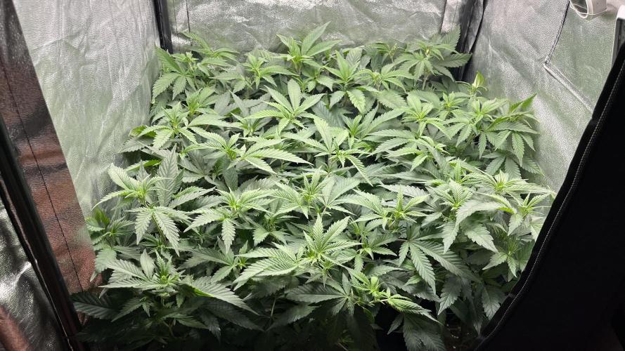 Gelatto. Week 4
