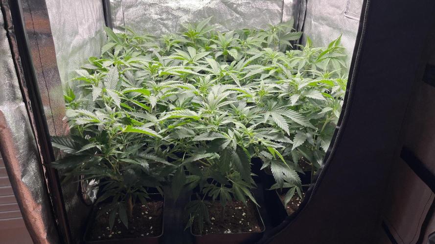 Gelatto. Week 4