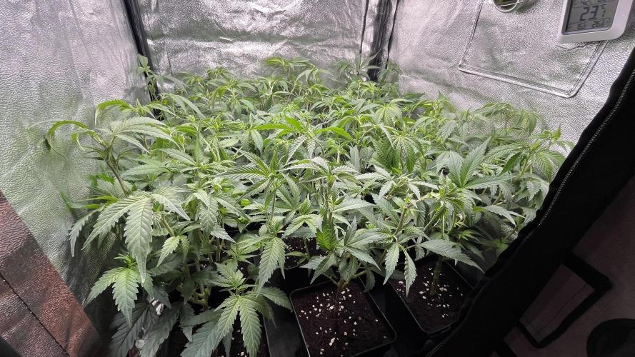 Gelatto. Week 5
