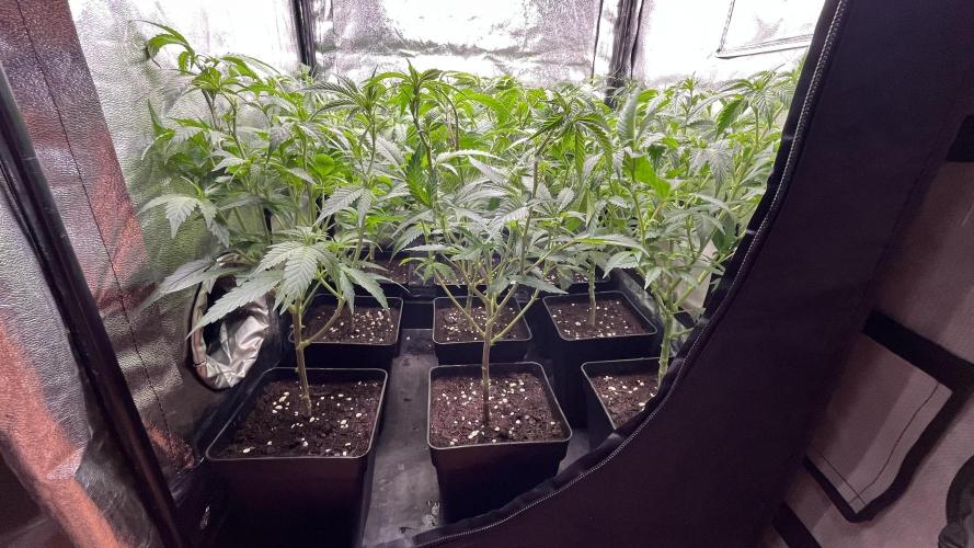 Gelatto. Week 5