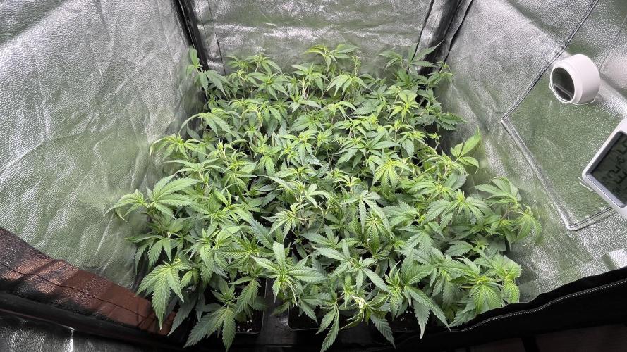 Gelatto. Week 5