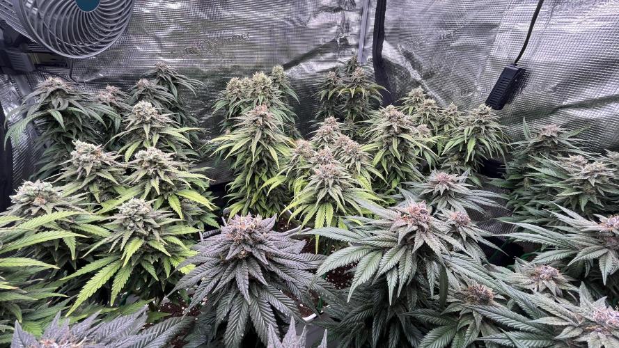 Gelato 33. Week 16