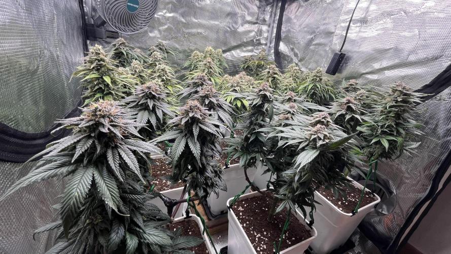 Gelato 33. Week 16
