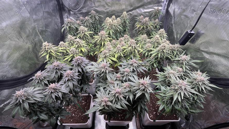 Gelato 33. Week 16