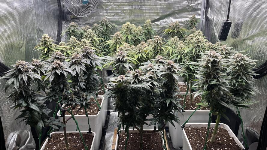 Gelato 33. Week 16