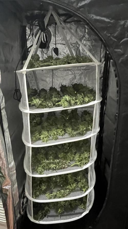 Gelato 33. Week 17