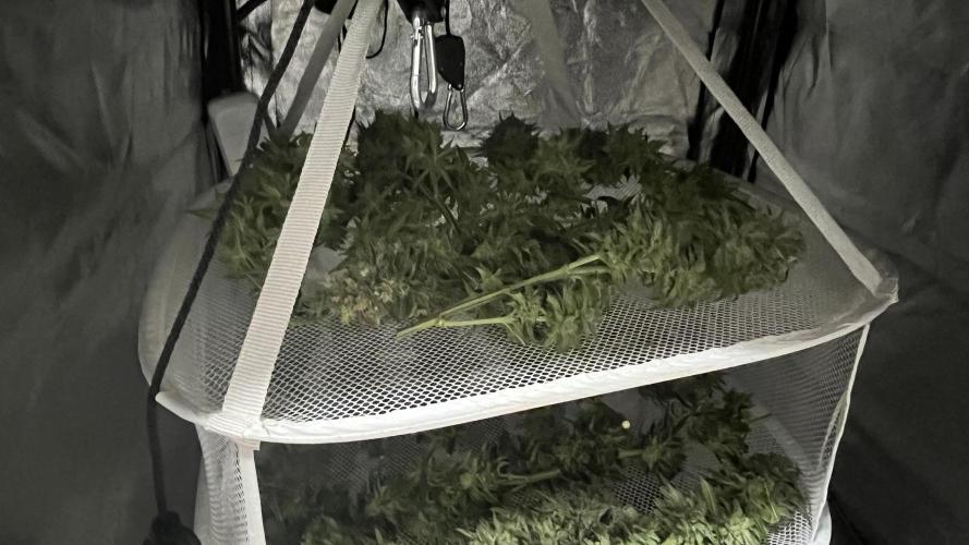 Gelato 33. Week 17