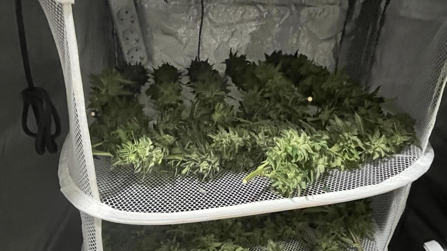 Gelato 33. Week 17
