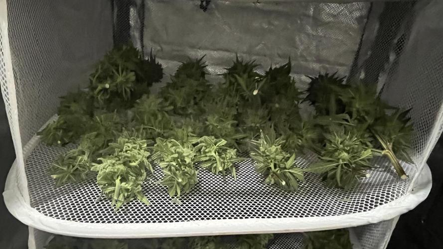 Gelato 33. Week 17