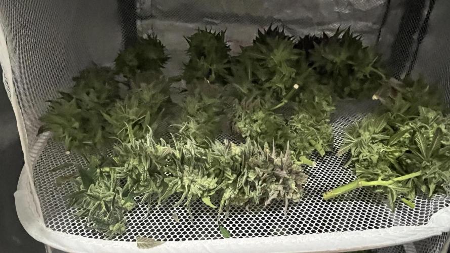 Gelato 33. Week 17