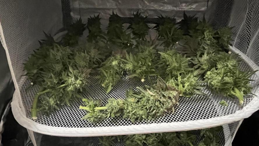 Gelato 33. Week 17