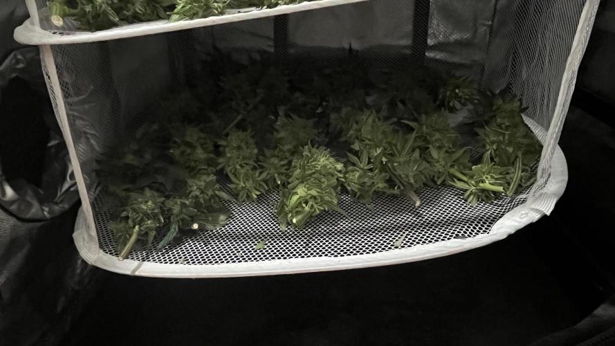 Gelato 33. Week 17