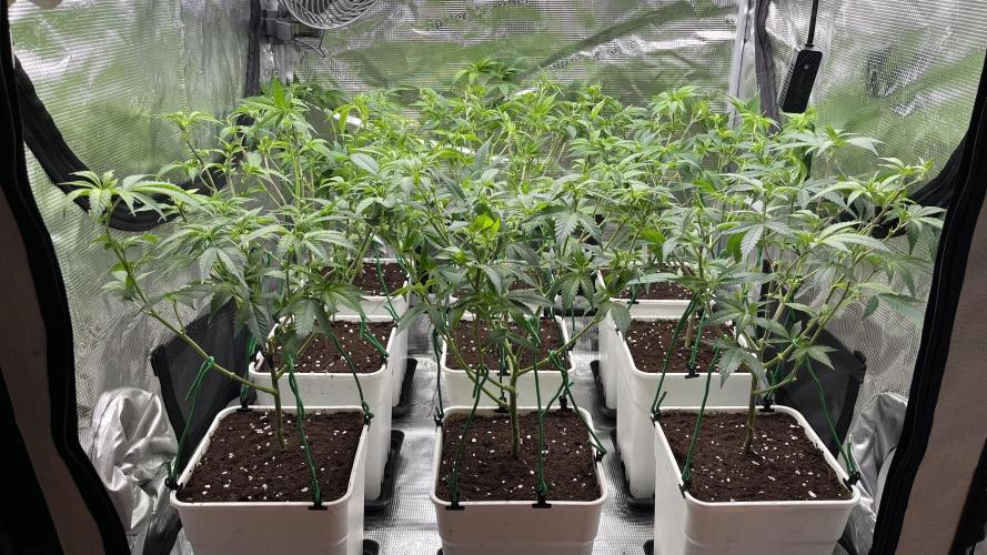 Gelatto. Week 6