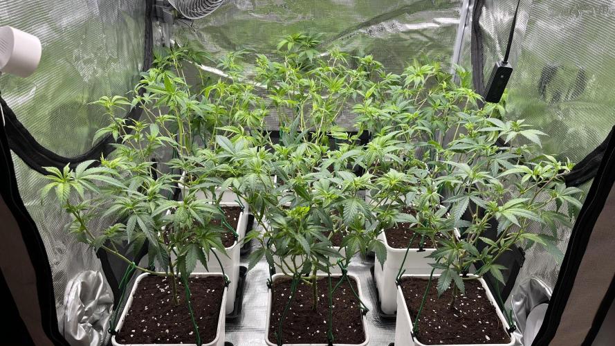 Gelatto. Week 6