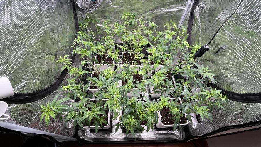 Gelatto. Week 6
