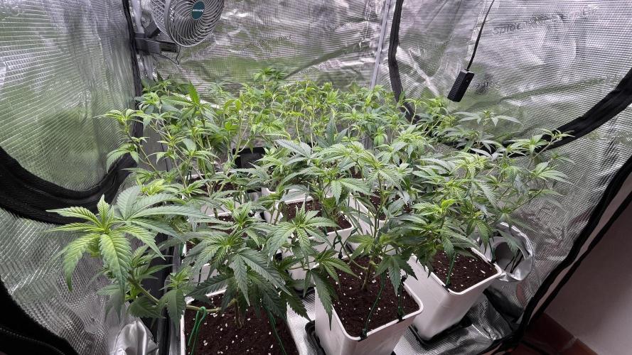 Gelatto. Week 6