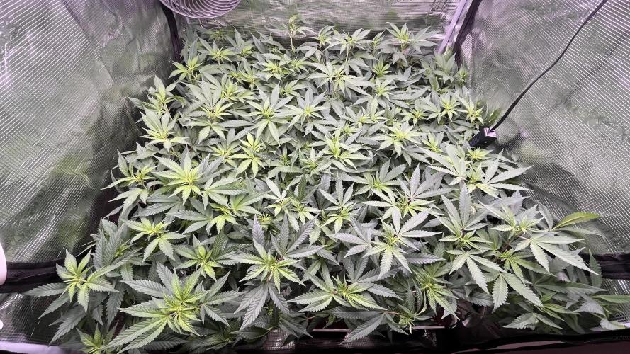 Gelatto. Week 7
