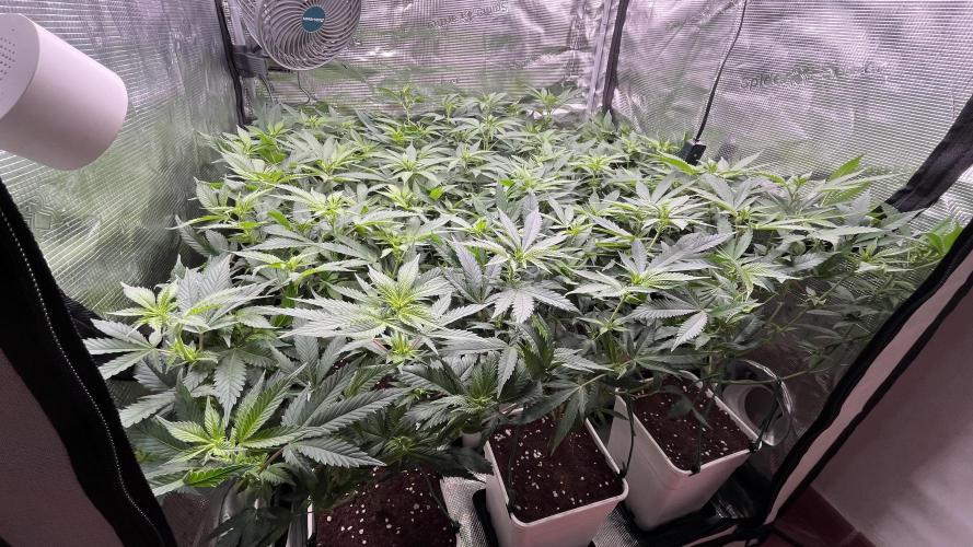 Gelatto. Week 7
