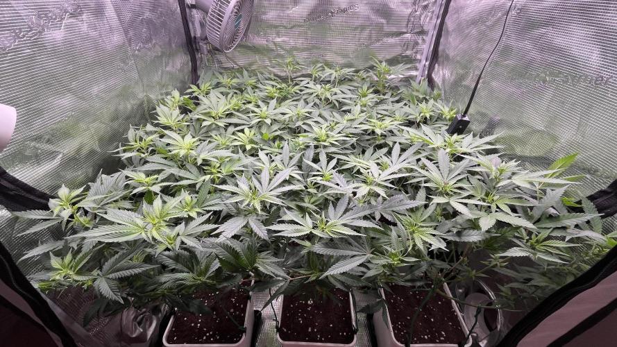 Gelatto. Week 7