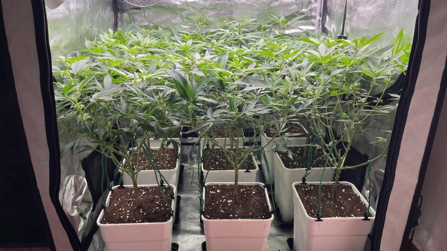 Gelatto. Week 7